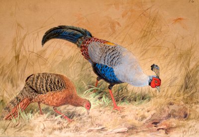 Siamese Pheasant (Euplocamus praelatus) by Joseph Wolf